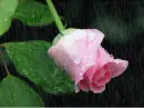 rosa in the rain