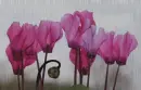 cyclamen in the rain