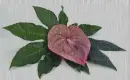 anthurium in the rain