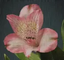 alstroemeria in the rain