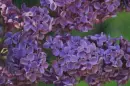 lilac flower in the rain