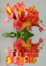 alstroemeria
