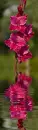 gladiola