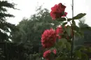 red rosa in the rain