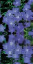 blue dianthus