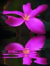 pink flower