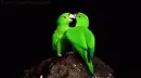 green parrots