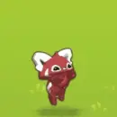 red panda