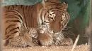tigers