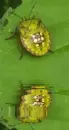green bug
