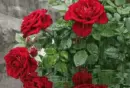 red rosa