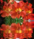 red alstroemeria