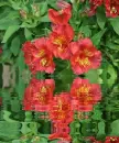 red alstroemeria