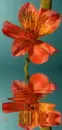 alstroemeria