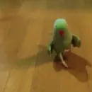 green parrot
