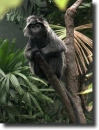 Fekete langur