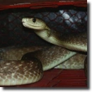 Black mamba