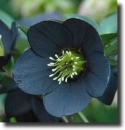 blue helleborus
