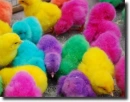 multicolored chicks