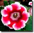 gloxinia