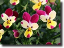 multicolored pansy