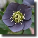 blue helleborus