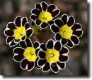 Primula