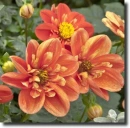 multicolored dahlia