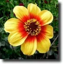 Multicolored dahlia