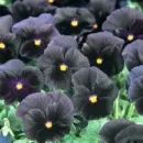 black pansies