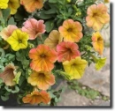 colored petunia