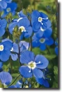 blue veronica