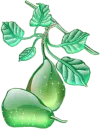 pear