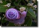 purple snail