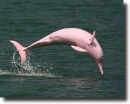 kínai fehér delfin