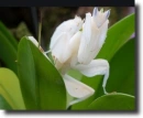 white orchid manta