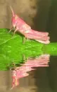 pink grasshopper