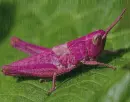 pink grasshopper in the rain