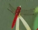 red insect in the rain