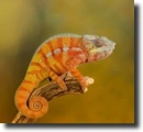 orange chamaleon