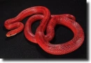 Red snake