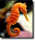Orange seahorse