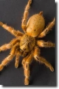 Orange tarantula