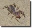 Camel spider