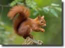 red squirrel