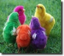 multicolored chicks