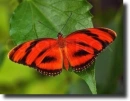 Red butterfly