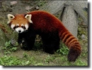 Red panda