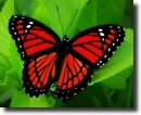 Red butterfly