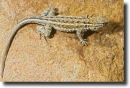 Tompaorrú aranyleguán